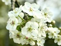 HOA LÊ HỒNG THÁI NỞ RỘ VÀO THỜI GIAN NÀO