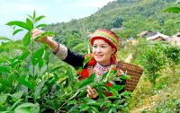 Chè Shan Tuyết Na Hang