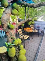 Cafe Cây Mít gây sốt tại Tuyên Quang