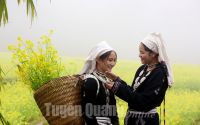 SẮC VÀNG VÙNG CAO