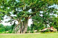 Cây đa tân trào Tuyên Quang - Du tích quốc gia đặc biệt
