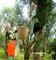 CHÈ SHAN TUYẾT CỔ THỤ
