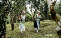 CHÈ SHAN TUYẾT NA HANG - THỨC UỐNG NGON BẬC NHẤT