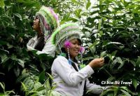 MUA CHÈ SHAN TUYẾT Ở ĐÂU NGON ĐẢM BẢO CHẤT LƯỢNG