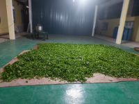 BÍ QUYẾT THU HÁI VÀ CHẾ BIẾN CHÈ SHAN TUYẾT HỒNG THÁI - NA HANG TINH TÚY