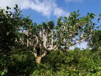 CHÈ SHAN TUYẾT - NGHỆ THUẬT CẮT TỈA CÂY TRÀ