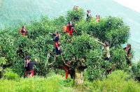 NHỮNG ĐIỀU CẦN BIẾT KHI THAM QUAN VƯỜN CHÈ SHAN TUYẾT
