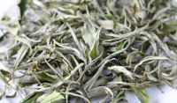 CHÈ SHAN TUYẾT CÓ GÌ ĐẶC SẮC MÀ NHIỀU NGƯỜI MUỐN THỬ ĐẾN THẾ?